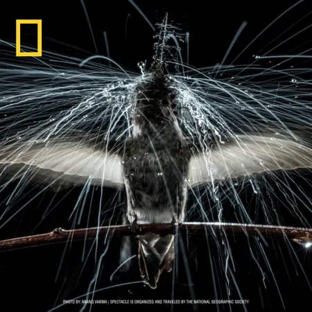 Spectacle cr Anand Varma National Geographic